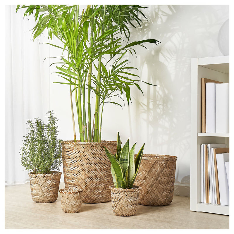 Bambu Saksı